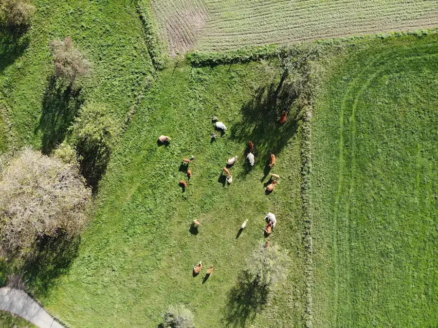 Vista aérea de un campo productivo con ganado — imagen de referencia ilustrativa utilizada en esta demostración